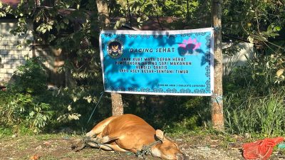 Sapi satu ekor disembelih langsung di sekitar SPPG untuk menjamin higienisnya Bahan MBG