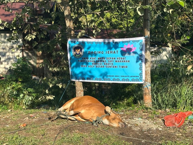 Sapi satu ekor disembelih langsung di sekitar SPPG untuk menjamin higienisnya Bahan MBG